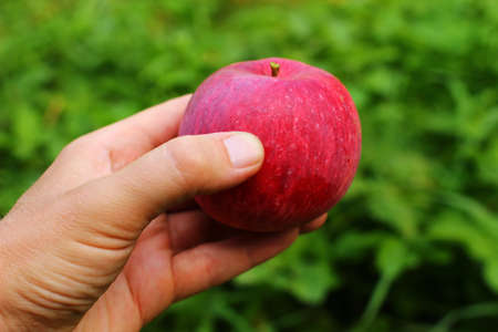 Red apple in hands in gardenの写真素材