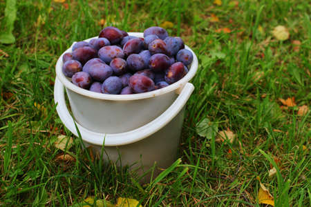 Plums in bucket on grassの写真素材