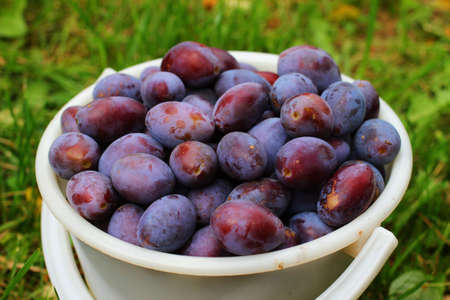 Plums in bucket on grassの写真素材