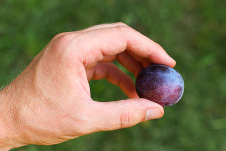 plums in hand on green background