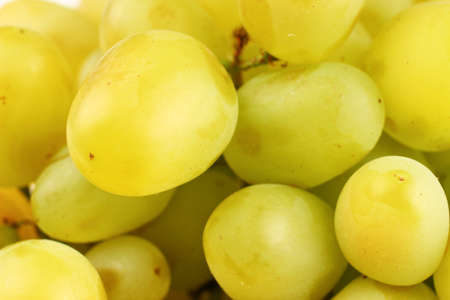White Laura grapes close upの写真素材