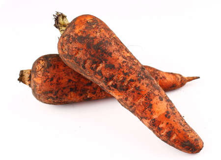 Dirty carrots on a white backgroundの写真素材