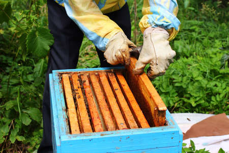 Beekeeper feeds bees with sugar syrupの写真素材