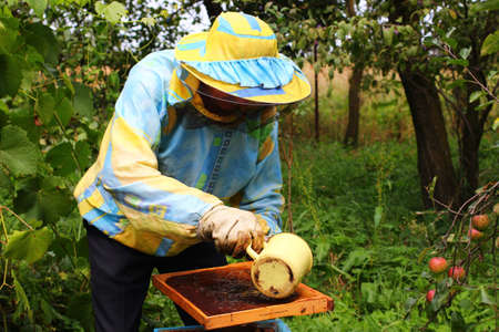 Beekeeper feeds bees with sugar syrupの写真素材