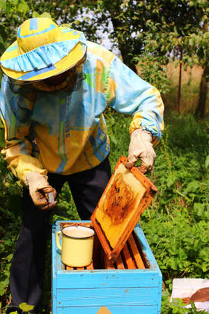 Beekeeper feeds bees with sugar syrupの写真素材