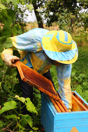 Beekeeper feeds bees with sugar syrupの写真素材