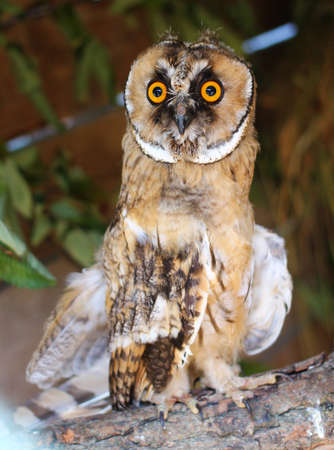 An owl sits in a zooの写真素材