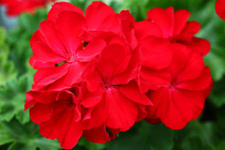Geranium red flower close upの写真素材