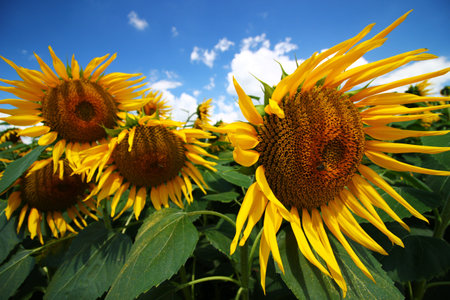 The sunflower plantation grows in the summerの写真素材