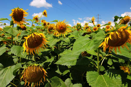 The sunflower plantation grows in the summerの写真素材