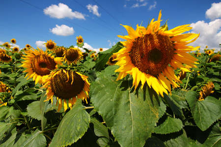 The sunflower plantation grows in the summerの写真素材
