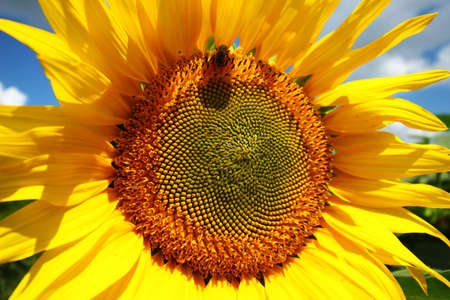 Yellow flowers of sunflower closeupの写真素材
