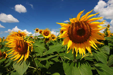 The sunflower plantation grows in the summerの写真素材