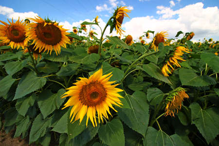 The sunflower plantation grows in the summerの写真素材