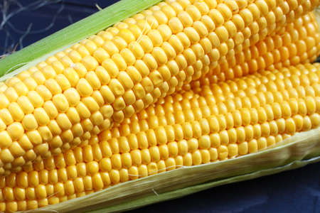 Corn cobs on dark wooden backgroundの写真素材