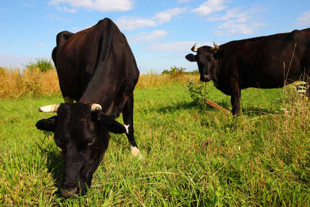 The village cow grazes in the summerの写真素材
