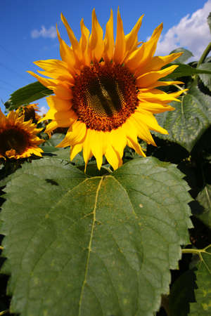 Sunflower growing plantation close upの写真素材