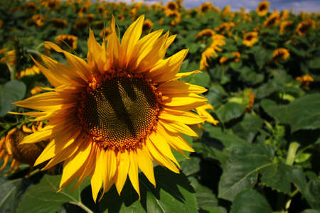 Sunflower growing plantation close upの写真素材