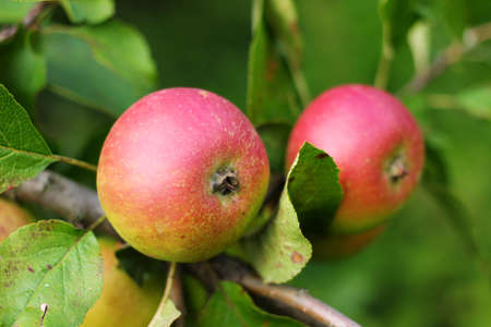 red apples grow on a tree close-upの写真素材