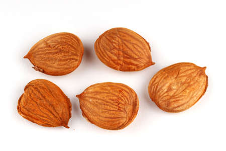 The apricot kernels on a white backgroundの写真素材