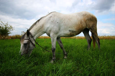 The white horse grazes on the grassの写真素材