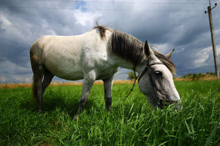 The white horse grazes on the grassの写真素材