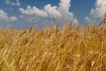 Wheat field in summer day. Beautiful summer landscapeの写真素材