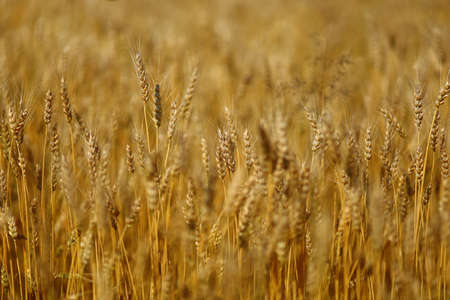 Wheat field close-up. Yellow wheat growsの写真素材