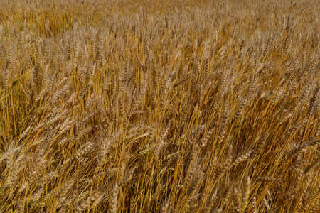Wheat field close-up. Yellow wheat growsの写真素材