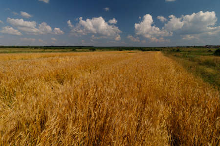 Wheat field in summer day. Beautiful summer landscapeの写真素材