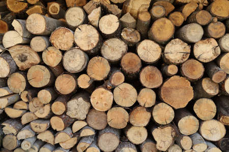 Cut round tree trunks for firewoodの写真素材