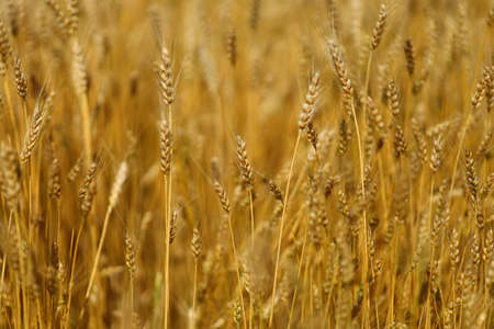 Wheat field close-up. Yellow wheat growsの写真素材