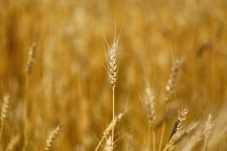 Wheat field close-up. Yellow wheat growsの写真素材