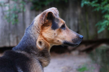 Beautiful dog in the village close upの写真素材
