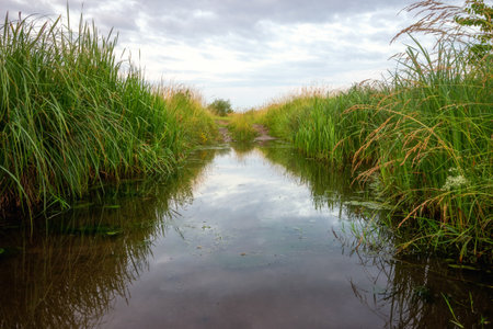 A small pond in summerの写真素材