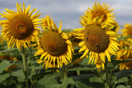 Yellow beautiful sunflower flower grows in summer. Summer beautiful landscape.の写真素材