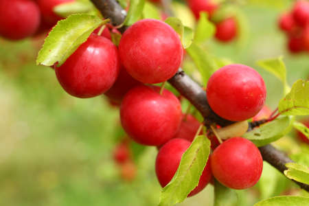 Prunus cerasifera red grows on a tree. Plum fruits in summer.の写真素材