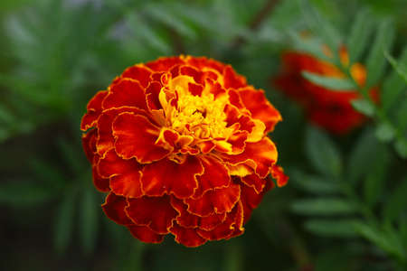 Chevrons marigold flower close-up. Burgundy flowers in summer.の写真素材