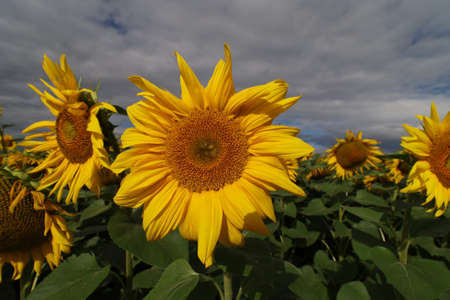 Sunflower plantation. Yellow sunflower flower growing. Summer landscape.の写真素材