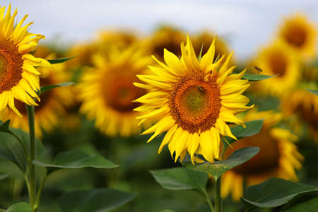 Yellow beautiful sunflower flower grows in summer. Summer beautiful landscape.の写真素材