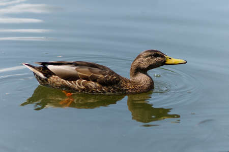 Wild ducks swim in the water. Brown duck on the water in summer.の写真素材