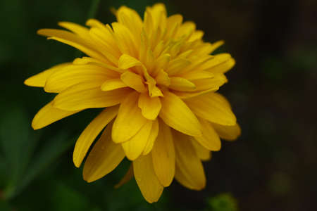 Yellow chrysanthemum flower on a green background close-upの写真素材