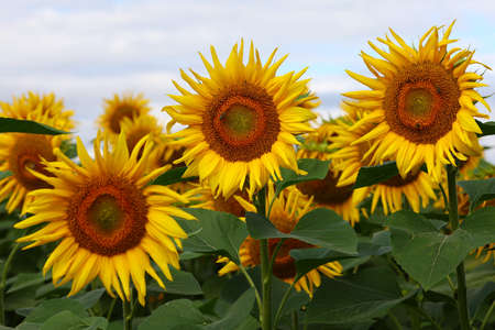 Sunflower plantation. Yellow sunflower flower growing. Summer landscape.の写真素材