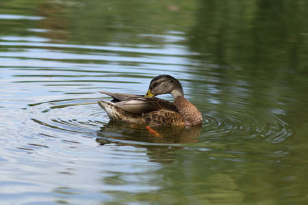 Wild duck on the water. Brown duck on the lakeの写真素材