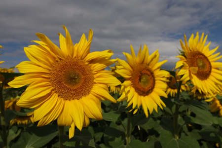 Sunflower plantation. Yellow sunflower flower growing. Summer landscape.の写真素材
