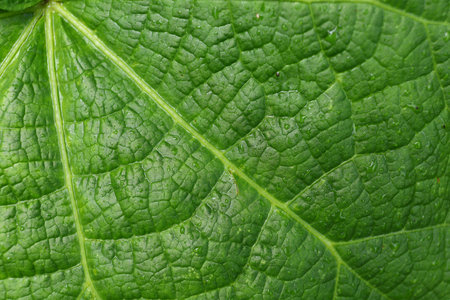 Green leaf after rain close-up. Green background.の写真素材