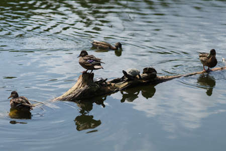 Wild ducks rest on the lake. Ducks on the waterの写真素材