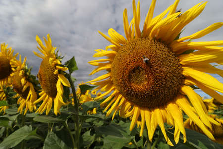 Yellow beautiful sunflower flower grows in summer. Summer beautiful landscape.の写真素材