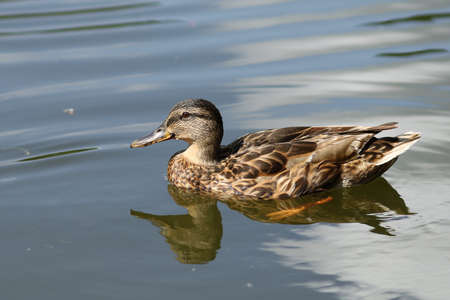 Wild ducks swim in the water. Brown duck on the water in summer.
