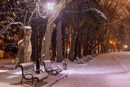 Beautiful night park in winterの写真素材